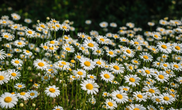 Nag Tibba Trek Blooming Flower Garden